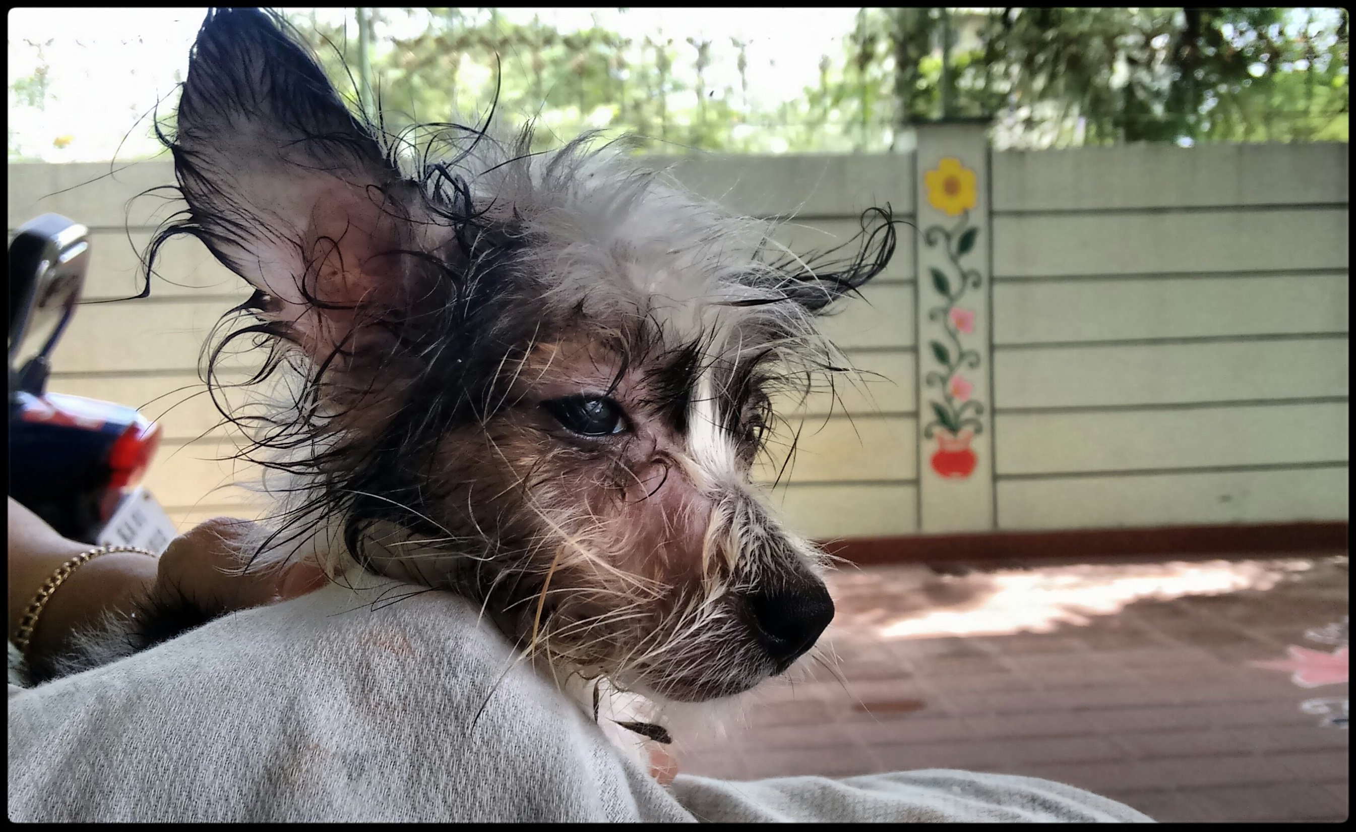 Buzo Junior: A brief journey